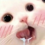 wodetui___shib___i