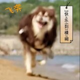 huchenwang_____an