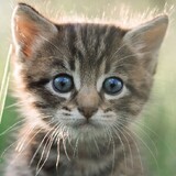 whisker324