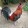 PILO backyard.