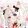 miaoludawang-mio