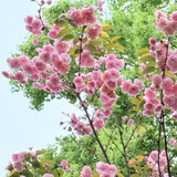 dongxiaqiufqz