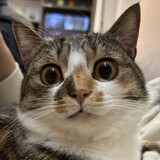 gouzaizaixiashan