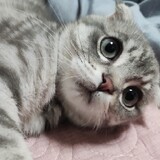 luchilegaizenmeban