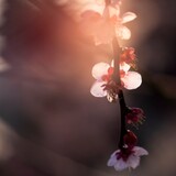 _yan-