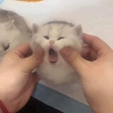 Mookajok