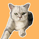 Liaolimaowang