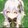 shenliのdog
