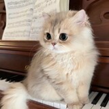 zhizixiaojiebaituole