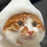 ccbushuohuangz