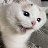 doufudemiaoyanmiaoyu