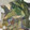 hongfuyou