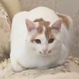 bibaqishaoyiqi