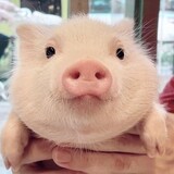 dj_pig