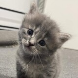 Corby Scott Esquillo