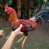 Manok NI Anjing II