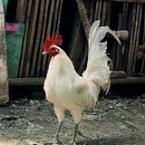 JRD GAMEFOWL
