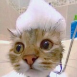 biudefordecat