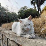 shekongxiaomin