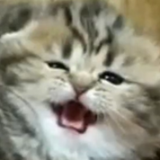 nelleecat