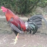 JB_BACKYARD_GAMEFOWL