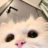 cuihuaaishengqi
