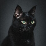 aoaoaocat