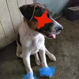 ไอ้เด่น