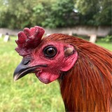 DanVil Gamefarm