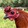DanVil Gamefarm