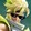 CRVplays