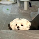 huojunningrosy