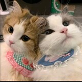 chouchoudounixiao