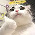 Catto_