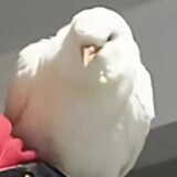 jiugu_jiugu