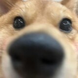 caigouyingshi