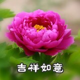 huakaifugui12263