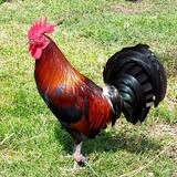 Armasa GF