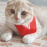 เจ๋งเองนะ