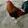 RedSand-12GameFarm