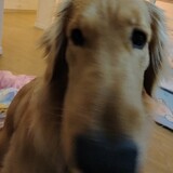 ianhqq_02