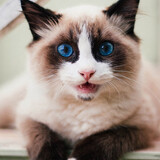 miaoxingrenv
