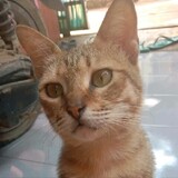 JIHANAULIAPUTRI(2)