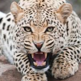 Hyperbesta Ngầu Lòi