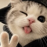 AI MeowVerse