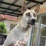 Fïřęūń