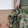 shipenggeya-
