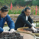 wudangyiyan
