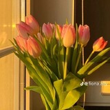 lovely.tulip