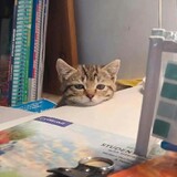 ctrl_alt_delight